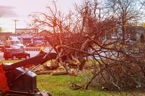 How Our Tree Care Process Works  in  Prairie Village, KS